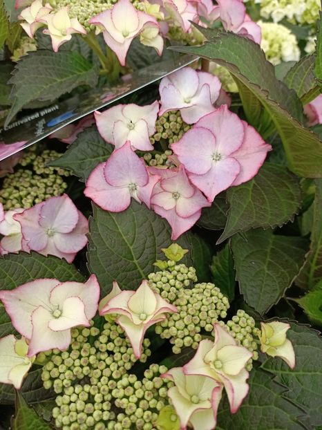 IMG20230701114432 - Hortensia varietăți