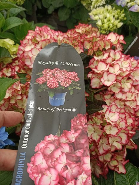 IMG20230701114510 - Hortensia varietăți