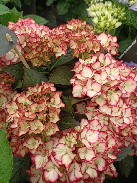 IMG20230701114513 - Hortensia varietăți