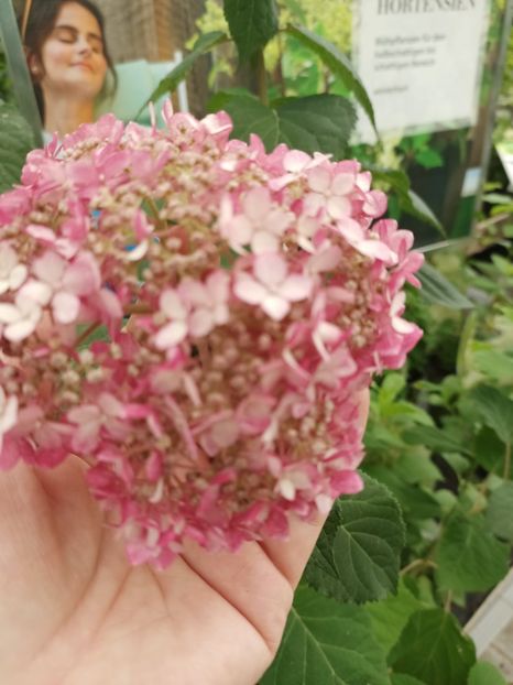 IMG20230701114631 - Hortensia varietăți