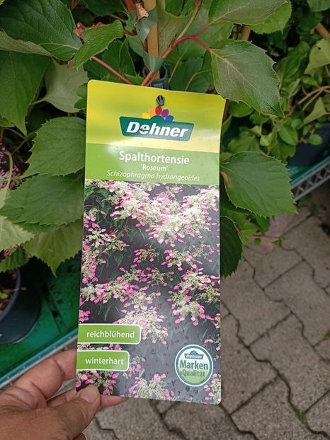 IMG20230701114948 - Hortensia varietăți