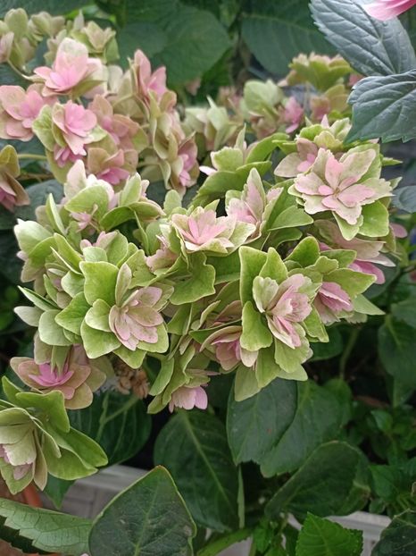 IMG20230701115223 - Hortensia varietăți