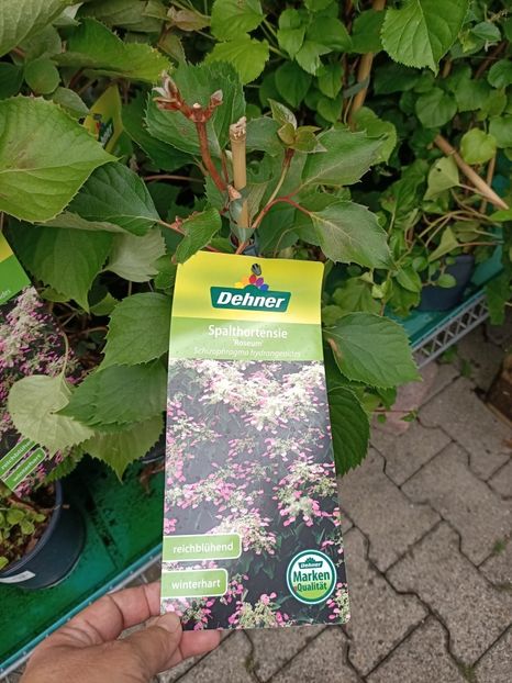 IMG20230701114953 - Hortensia varietăți