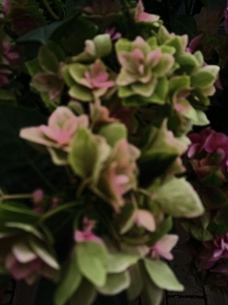 IMG20230701115255 - Hortensia varietăți