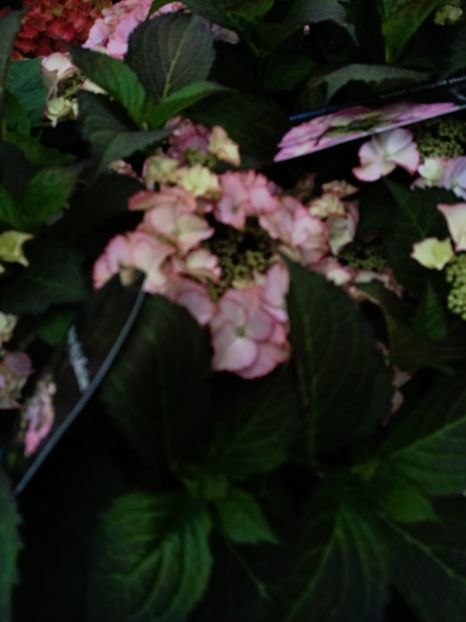 IMG20230701115311 - Hortensia varietăți