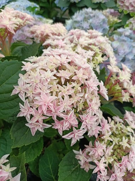 IMG20230701115700 - Hortensia varietăți