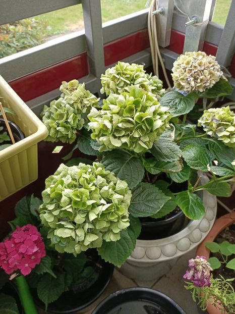 IMG20230702104339 - Hortensia varietăți