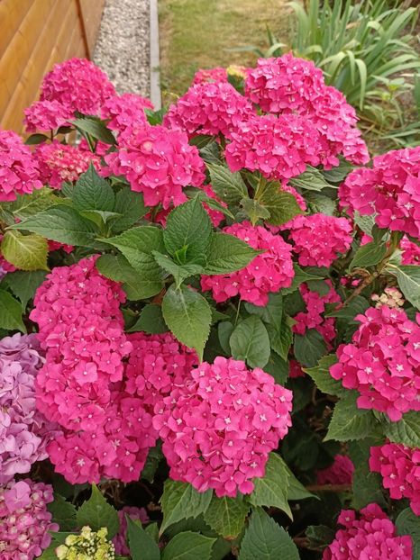 IMG20230703085944 - Hortensia varietăți