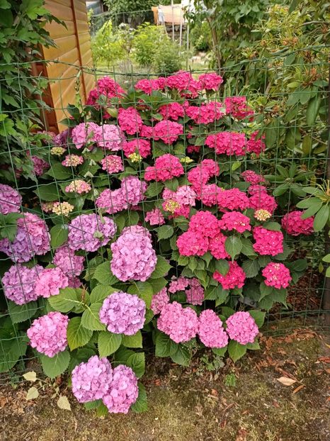 IMG20230703085959 - Hortensia varietăți