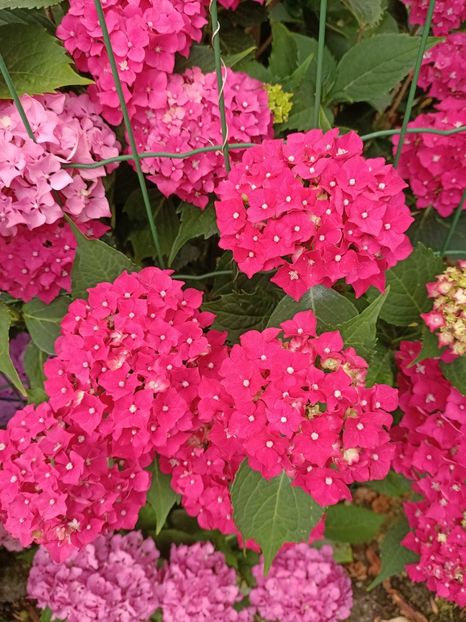 IMG20230703090015 - Hortensia varietăți
