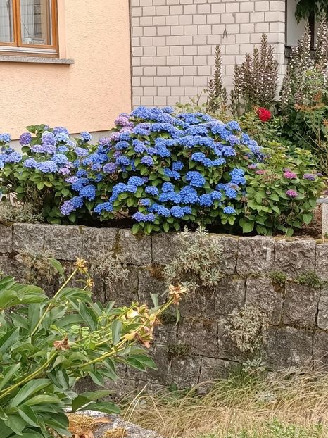 IMG20230703090501 - Hortensia varietăți