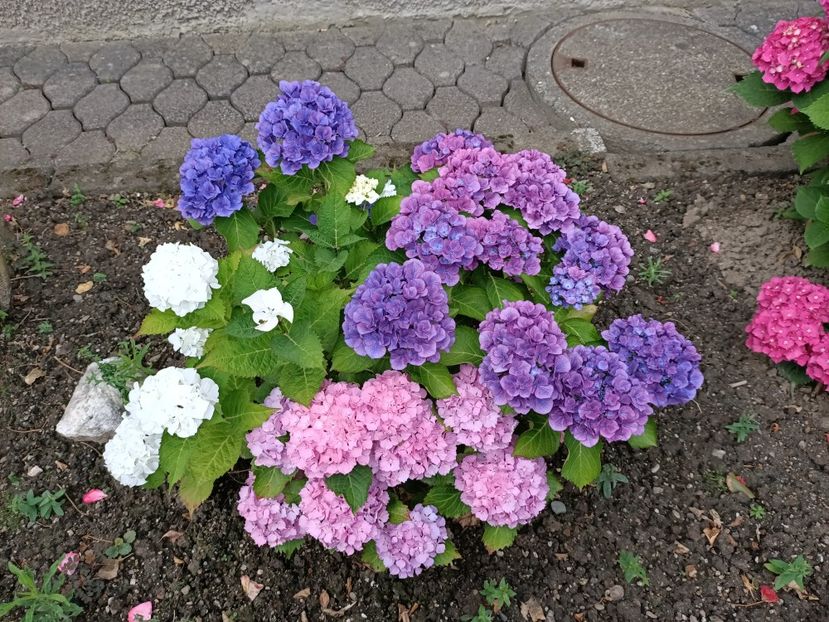 IMG20230703090729 - Hortensia varietăți