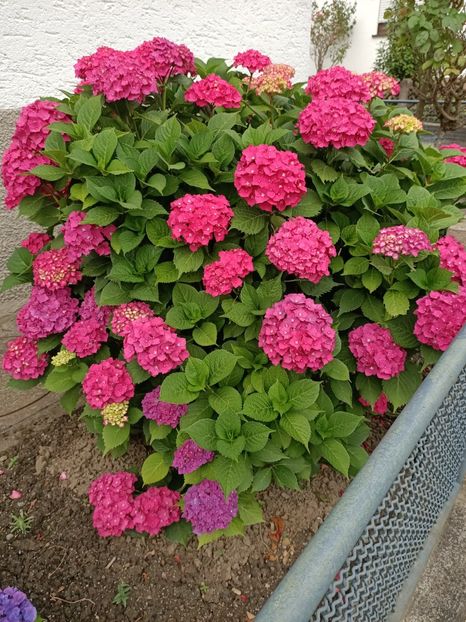 IMG20230703090737 - Hortensia varietăți