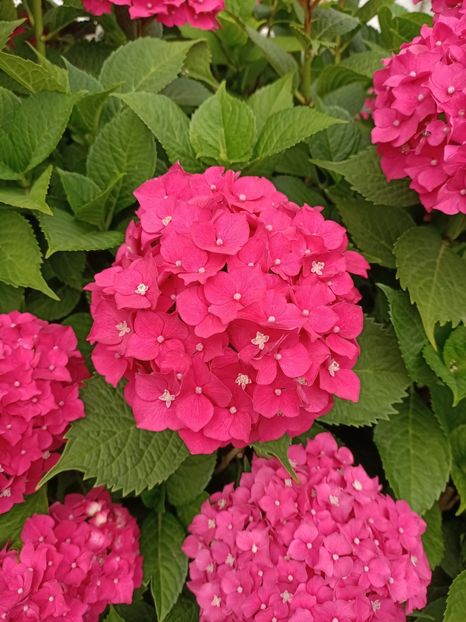 IMG20230703090743 - Hortensia varietăți