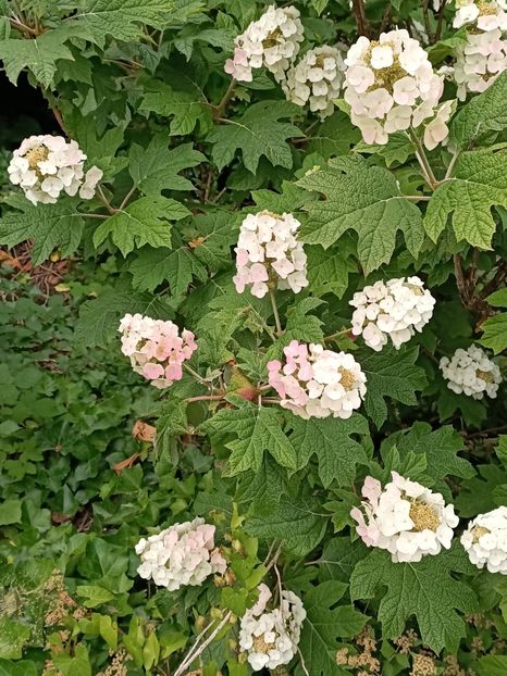IMG20230703094005 - Hortensia varietăți