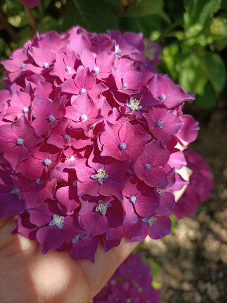 IMG20230703163353 - Hortensia varietăți