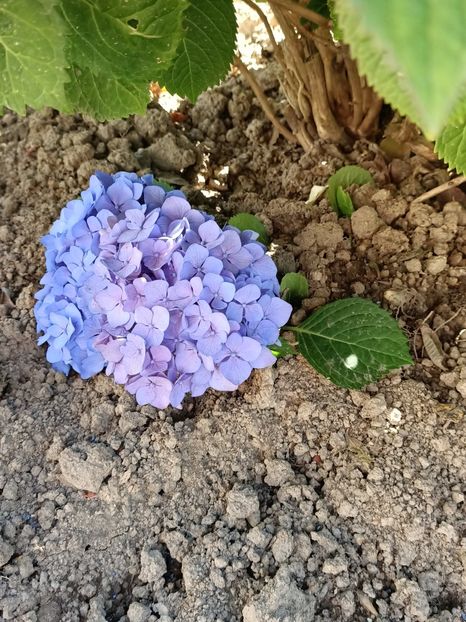 IMG20230703163258 - Hortensia varietăți