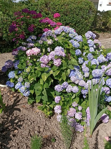 IMG20230703163235 - Hortensia varietăți