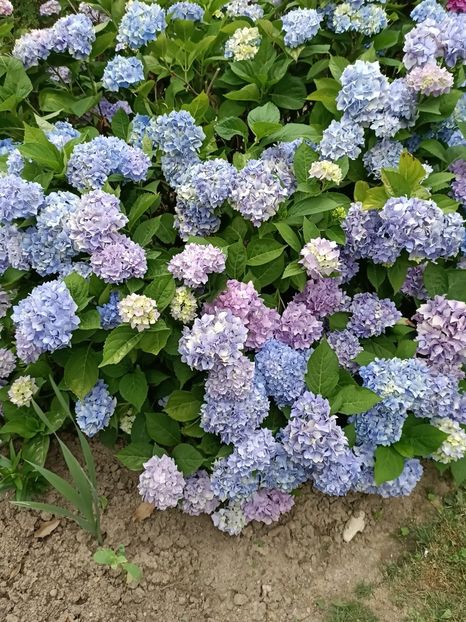 IMG20230703193129 - Hortensia varietăți