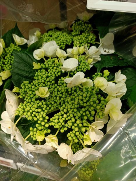 IMG20230706092639 - Hortensia varietăți