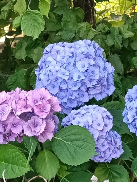 IMG20230707163421 - Hortensia varietăți