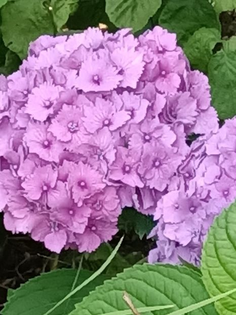 IMG20230707163502 - Hortensia varietăți