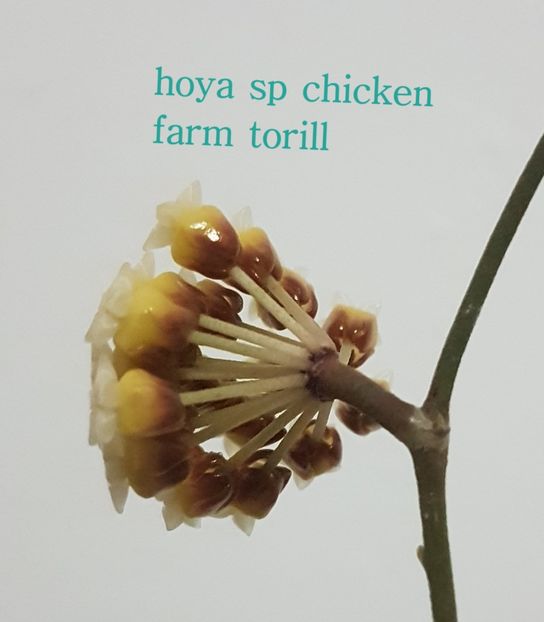  - sp chicken farm torill