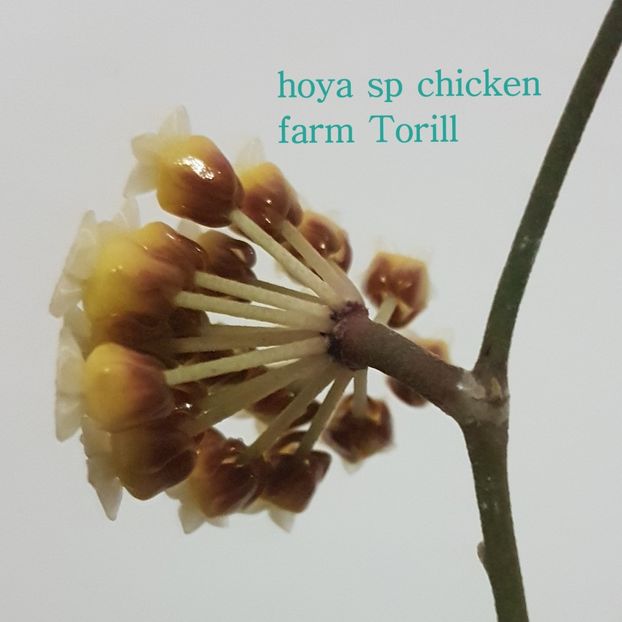  - sp chicken farm torill