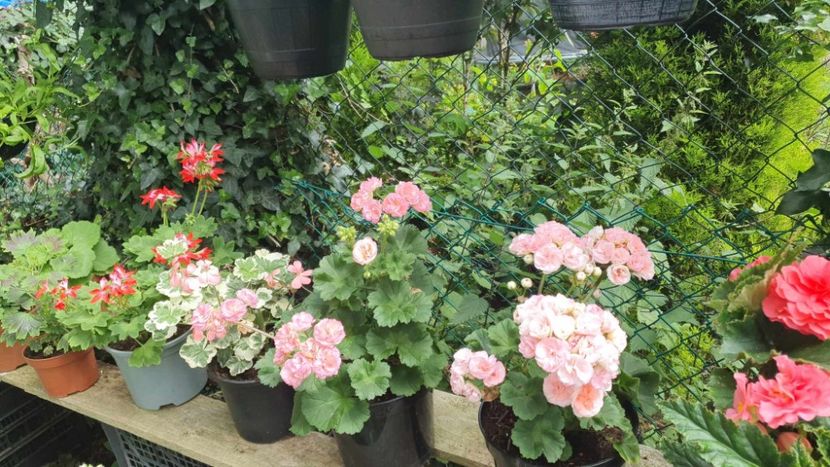received_1334835554127287 - 3 Pelargonium