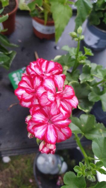 received_3070831303225884 - 3 Pelargonium