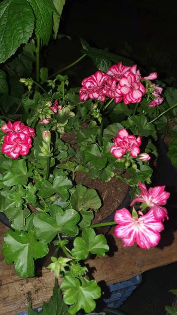 received_209817138288533 - 3 Pelargonium