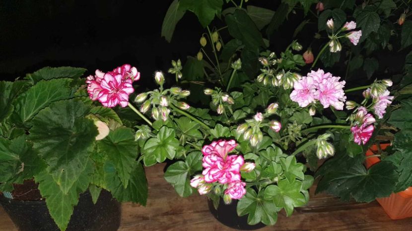 received_1327514798144339 - 3 Pelargonium