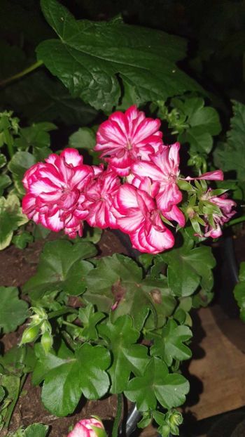 received_948931323041013 - 3 Pelargonium