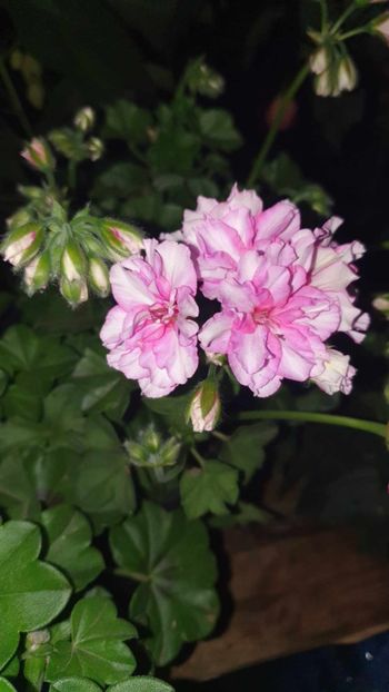 received_637380205019975 - 3 Pelargonium