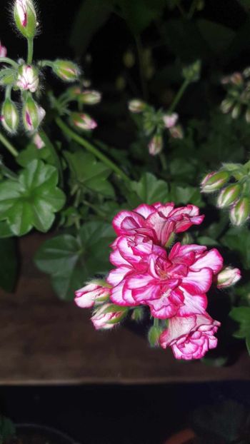 received_269697105746815 - 3 Pelargonium