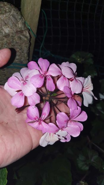 received_819159489916112 - 3 Pelargonium