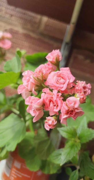 received_6385880754825260 - 3 Pelargonium