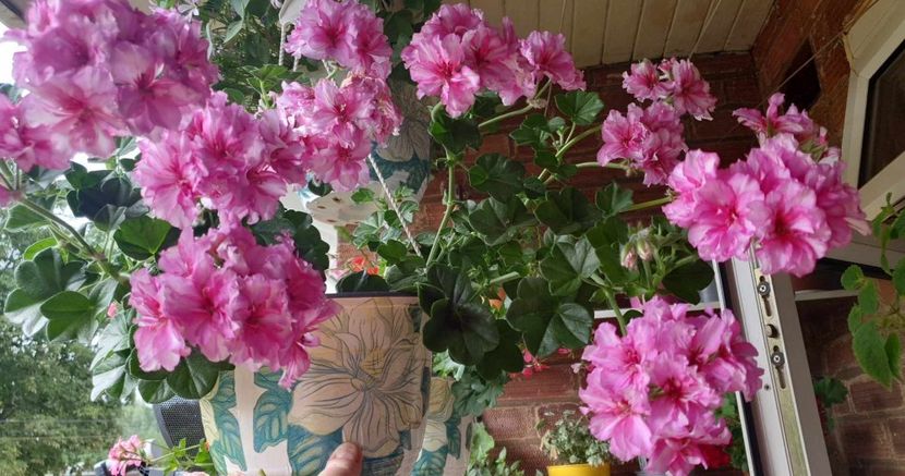 received_560376909422778 - 3 Pelargonium