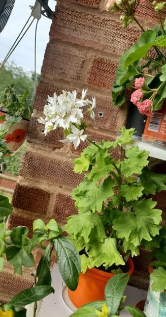 received_787167676232276 - 3 Pelargonium