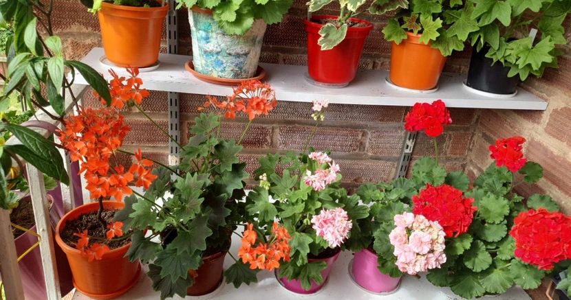 received_658450429480201 - 3 Pelargonium