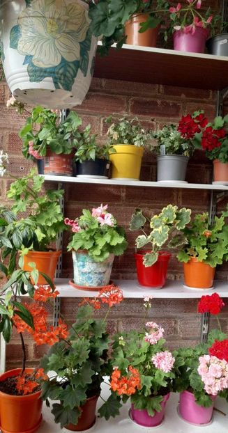 received_1063030848001112 - 3 Pelargonium