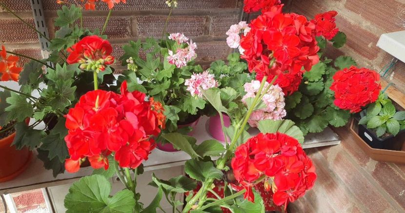 received_1000281674484994 - 3 Pelargonium
