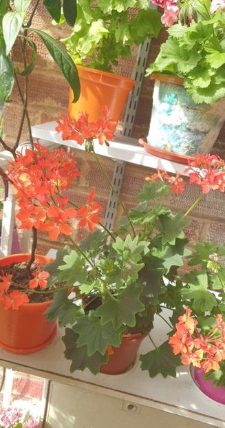 received_1063727071272779 - 3 Pelargonium