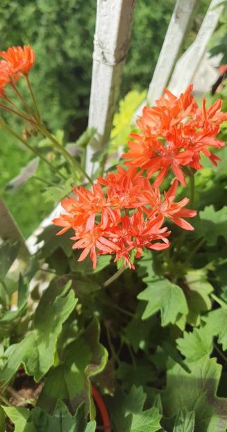 received_627612052664055 - 3 Pelargonium