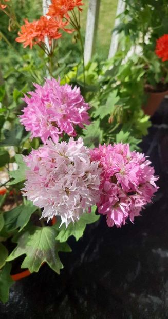 received_3434449276805391 - 3 Pelargonium