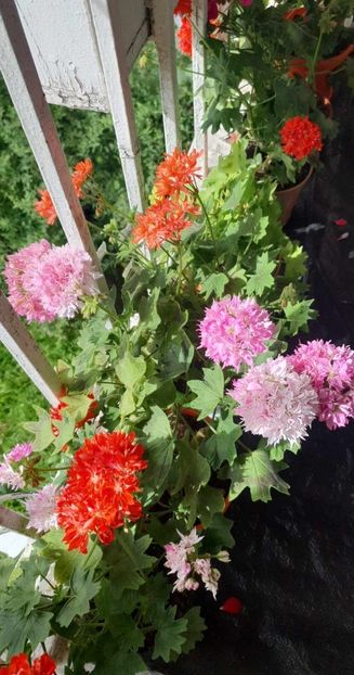 received_808102400715100 - 3 Pelargonium