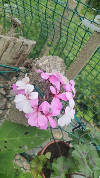 received_1009202350354483 - 3 Pelargonium