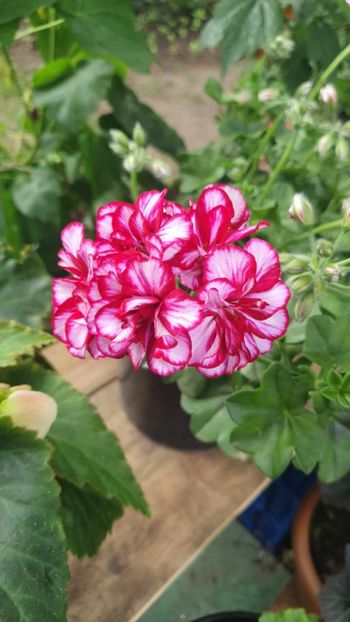received_1009719056868545 - 3 Pelargonium