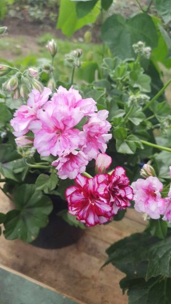 received_1425481191605495 - 3 Pelargonium
