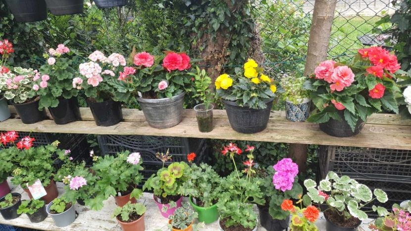 received_1351308322434454 - 3 Pelargonium